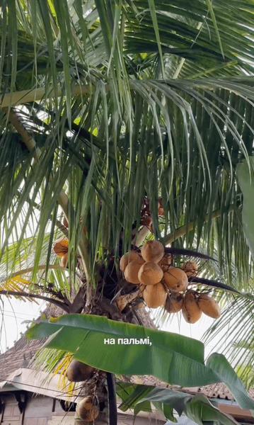 фрукты на бале 4 Кокосы на пальме